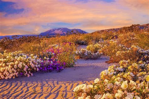 When The Desert Blooms Jstor Daily