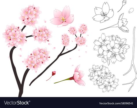 Cherry Blossom Japanese Flower Outline