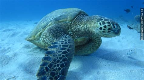Woman Arrested For Riding Sea Turtle