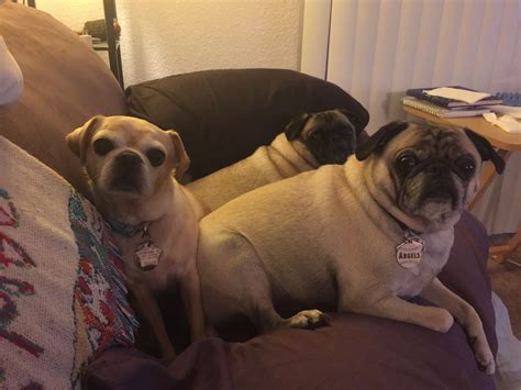 Pin On Our Pugs And Foster Pugs