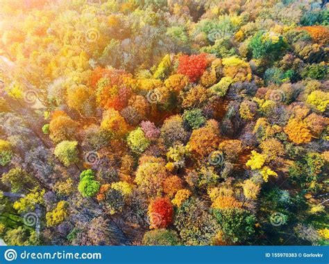 Autumn Forest Aerial View Multicolored Fall Trees In City Park