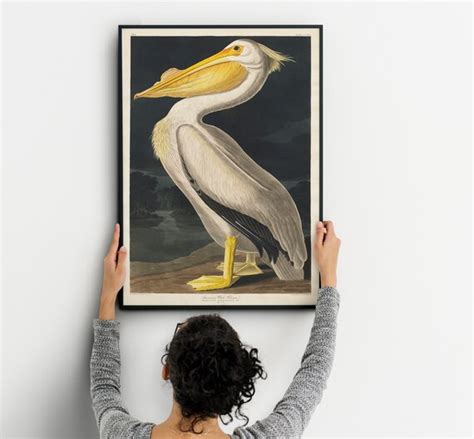 Vintage Audubon American Pelican Bird Print Art Print Poster Etsy
