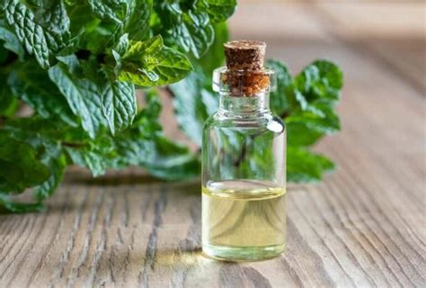Is Peppermint Oil Safe For Dogs Is It Ok To Diffuse Peppermint Oil