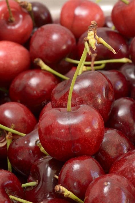 Red Cherries Stock Photo Image Of Tasty Group Harvested 48553514