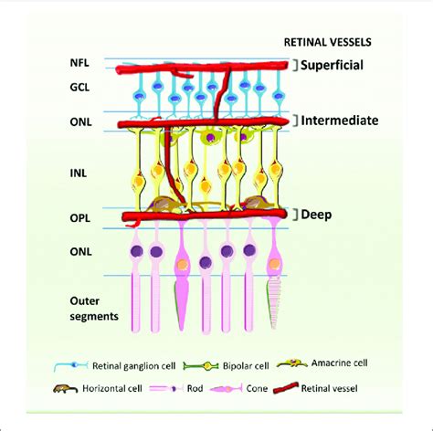 Schematic Cross Section Showing The Retinal Blood Vessels Lining The