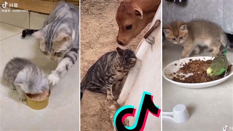 Funny Cats Of Tiktok Compilation Part 2 Youtube