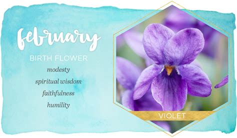 February Birth Flower Violet February Birth Flowers Birth