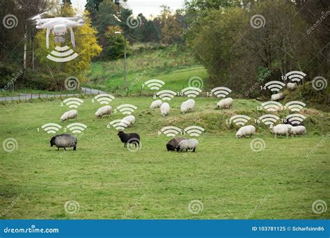Drone Counts Sheep Stock Image Image Of Watch Herd 103781125