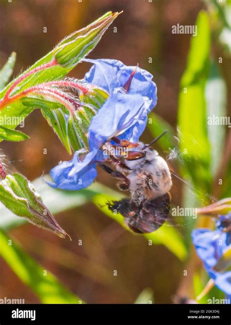 A Female Dawsons Burrowing Bee Amegilla Dawsoni Pollinating A Blue