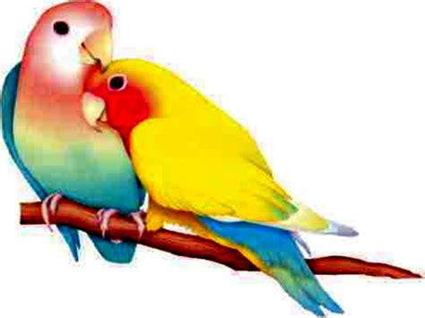 Beautiful Love Birds Wallpapers Free Love Birds Love Birds Clipart