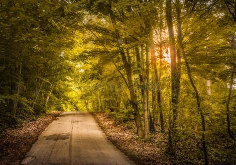Sunset Road Stock Photo Image Of Country Road Trees 54797334