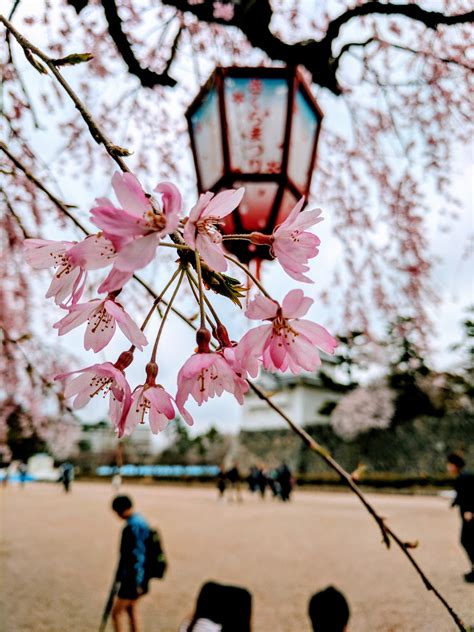 Japan Cherry Blossom Desktop Wallpaper Blossoms Wallpapersafari