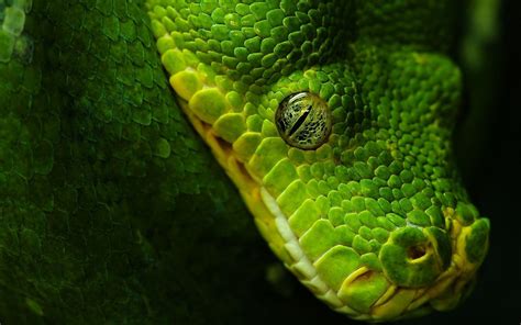 Snake Eye Wallpapers Wallpaper Cave