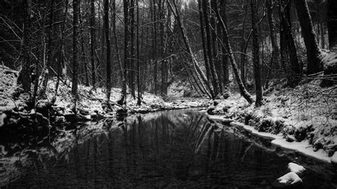 Black White Monochrome Nature Landscapes Trees Forests Rivers Streams