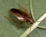 Photos of Asian Cockroach