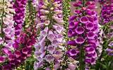 Tall Flowering Plants That Like Shade Images