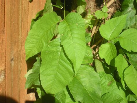 Giant Poison Ivy Vine Help Gardening — Livejournal