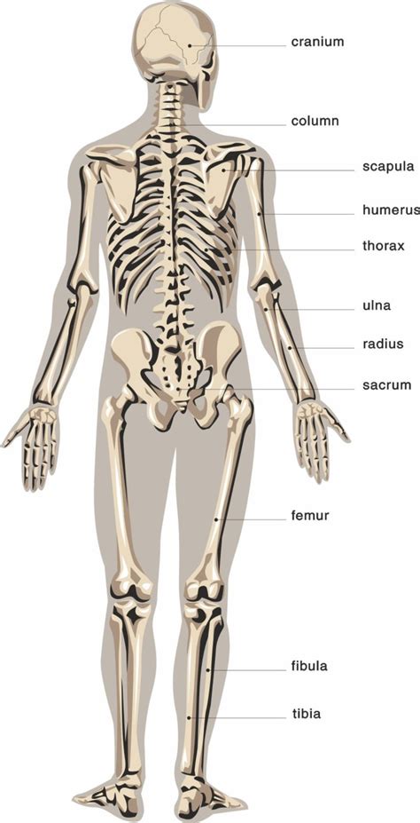 Master the anatomy of the ribs and vertebral column using the following study units Human Anatomy Diagram Bones - Mocksure