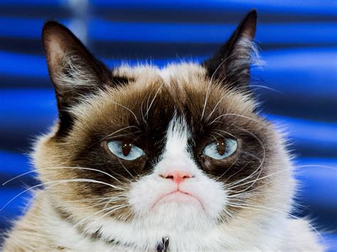 Grumpy Cats Death Marks The End Of The Joyful Internet Wired