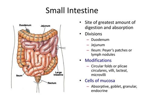 Small Intestine Diagram Quizlet