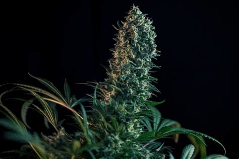 Cannabis Flowering Week By Week The Guide By Royal Queen Seeds Rqs Blog