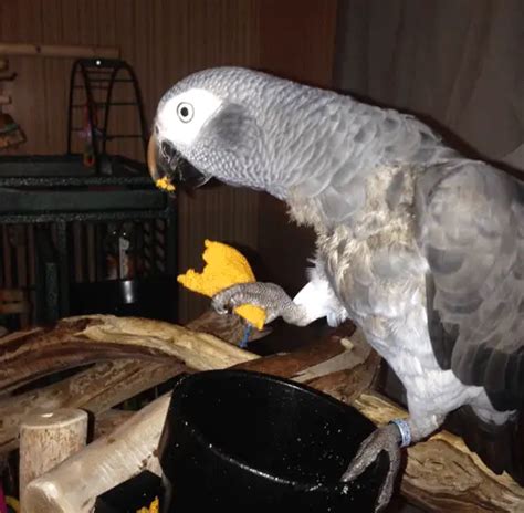 African Grey Disease And Syndromes Common Illnesses In African Grey