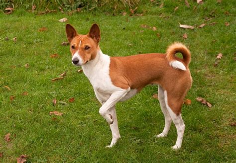 Like Greyhounds And Whippets Basenji Dogs Use A Double Suspension