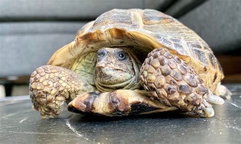 7 BEST LOW MAINTENANCE PETS OF 2020 | ZOOLLERY
