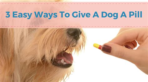 3 Easy Ways To Give A Dog A Pill