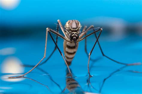 Do roaches come out more after spraying? Types of Bugs You'll Find in Water | Terminix