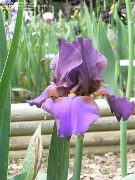 Plantfiles Pictures Tall Bearded Iris Ididit Iris By Terri2