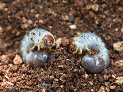 What Are All Those Different Grubs In My Compost Heap And Should I Be