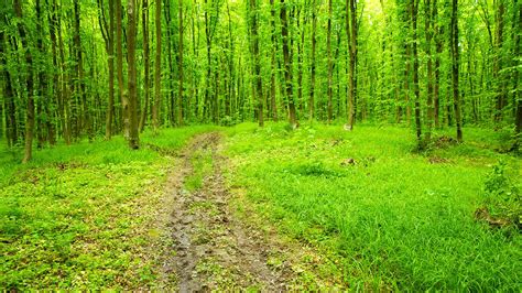 Greenery Forest Bathing Nature Walk Forest Remedies For Me
