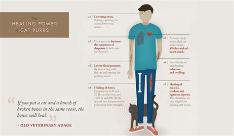 Author jeffrey moussaieff masson, in his book the nine emotional. An Infographic That Shows The Healing Power of Cat Purrs ...