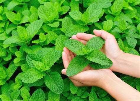 Mint Plants That Repel Insects 10 Options For The Yard Bob Vila