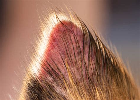 Scabs On Dogs Ears