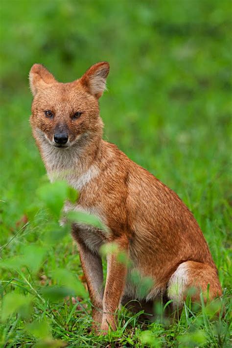 Dhole Info And Photos The Wildlife
