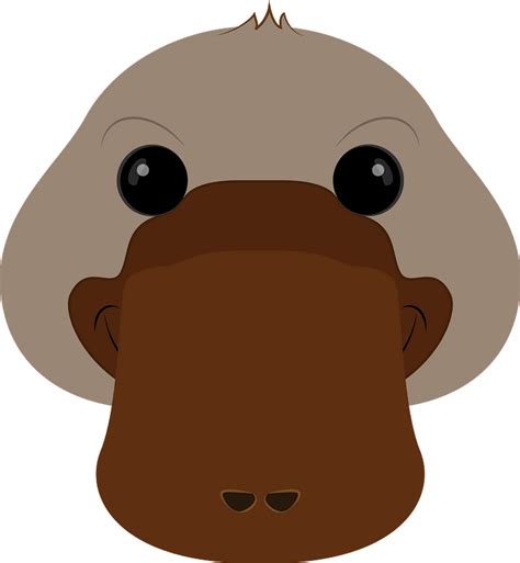 Platypus Face Clipart Free Download Transparent Png Creazilla