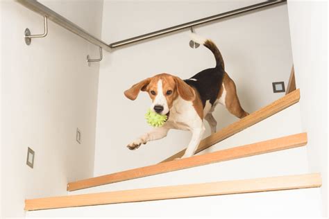 How To Stop Your Dog From Running Around The House Dog Training