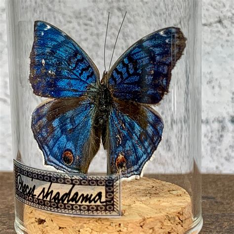 Real Blue Butterfly Insect Taxidermy Specimen Preserved Insect Etsy