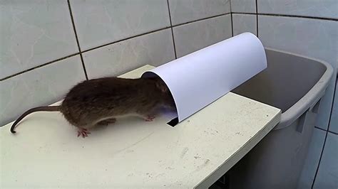 DIY patkánycsapda 8 leghatékonyabb házi csapda tippek azok