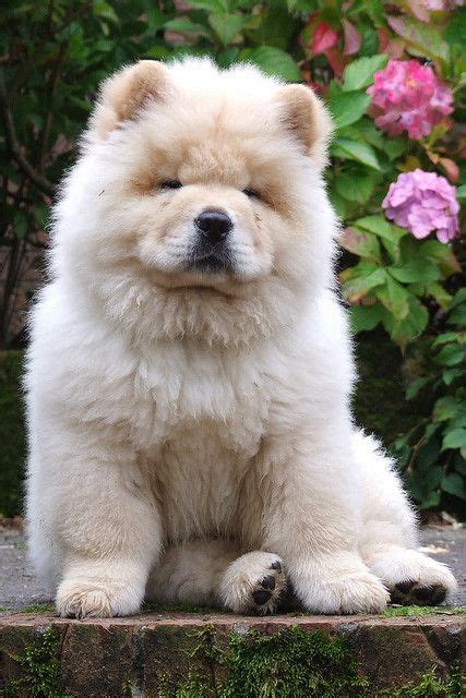 Polo The Chow Chow Puppies Protective Dog Breeds Cute Puppies