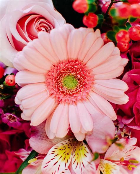 Columbus Day Color Palette Gerbera Daisy Gerbera Columbus Day