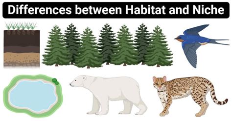 Habitat Definition A Habitat Is A Natural Environment Where A