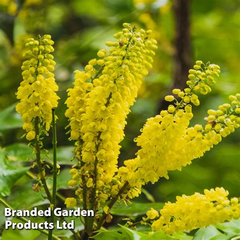 Send Mahonia Japonica From Dobies