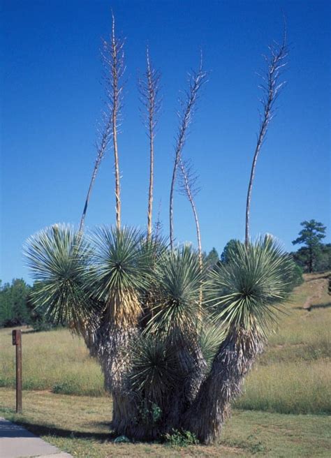 Yucca elata (Soaptree Yucca) - Mountain States Wholesale Nursery