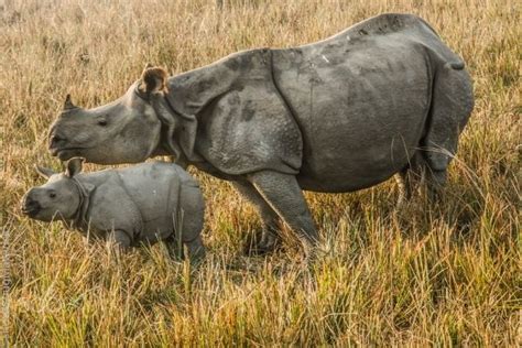 Assam Pobitora Wildlife Sanctuary Rhino Population Grows To 107