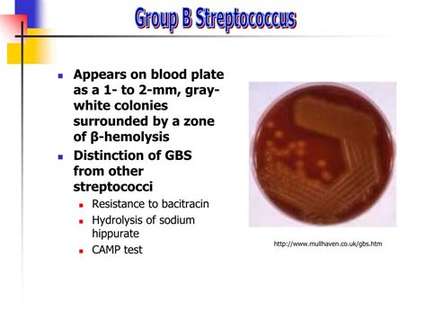 Ppt Detection Of Group B Streptococcus By Smartcycler Powerpoint
