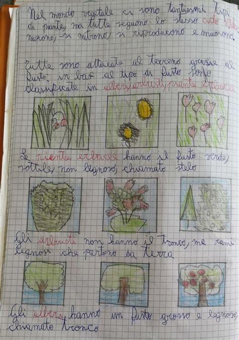Dalla piccola pianta ai grandi esemplari per rendere unico il tuo giardino. IL MONDO DELLE PIANTE