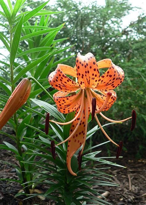 Tiger Lily L Davidii Asiatic Lilies Love Lily Shade Garden Plants